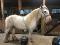 Magnifique cheval Gypsy Vanner