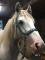 Magnifique cheval Gypsy Vanner