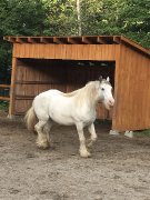 Magnifique cheval Gypsy Vanner
