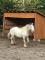 Magnifique cheval Gypsy Vanner
