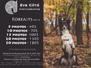 Photographie équine, canine et humaine - Forfait 2019
