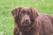 Photographie équine, canine et humaine