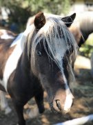 Hongre/ poney/ 7 ans