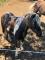 Hongre/ poney/ 7 ans