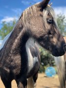 Hongre/ poney/ 7 ans