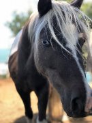 Hongre/ poney/ 7 ans
