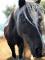 Hongre/ poney/ 7 ans