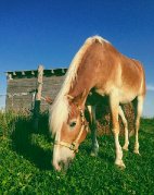 Demi-pension Haflinger 15 ans