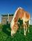 Demi-pension Haflinger 15 ans