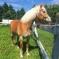 Demi-pension Haflinger 15 ans