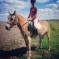 Demi-pension Haflinger 15 ans