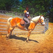 Demi-pension Haflinger 15 ans