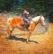 Demi-pension Haflinger 15 ans