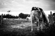 Demi-pension Haflinger 15 ans