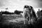 Demi-pension Haflinger 15 ans