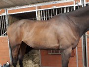 Selle de dressage Schleese 17po St basile Le Grand