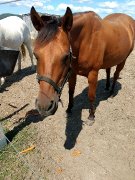 Jument Quater Horse de 14 ans,couleur baie,enrigistrer