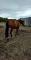 Jument Quater Horse de 14 ans,couleur...