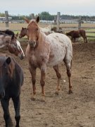 Bel appaloosa castrer a vendre