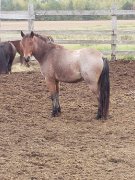 Poney appaloosa