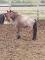 Poney appaloosa