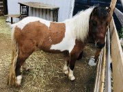 Poney castré docile et affectueux