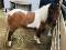 Poney castré docile et affectueux