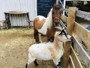 Poney castré docile et affectueux