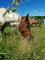 Cheval à donner contre bon soin