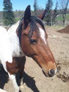 Cheval à donner contre bon soin