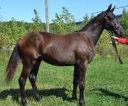 Poulain 1 ans oldenburg enregistré