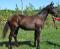Poulain 1 ans oldenburg enregistré
