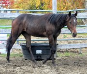 2018 registered quarter horse colt