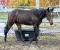 2018 registered quarter horse colt