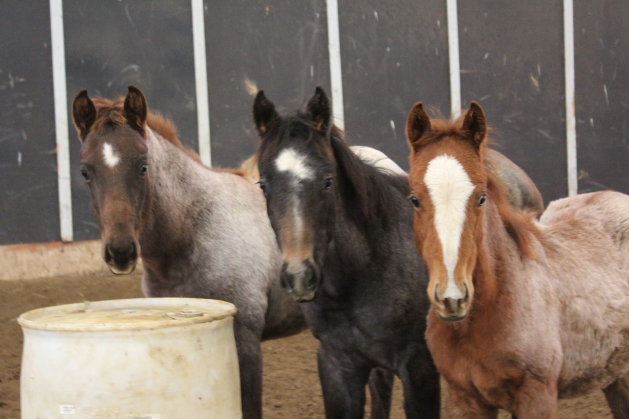 2019 2 red roan colts