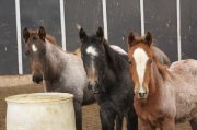 2019 2 red roan colts