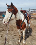 PAINT HORSE A VENDRE