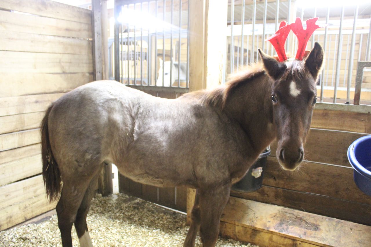 Red roan colt