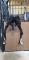 Selle de dressage CWD 2015