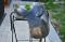 Selle de Dressage Pariani*Vendue