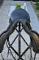 Selle de Dressage Pariani*Vendue