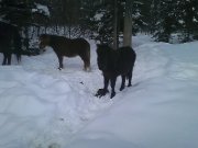 une jument poney et sa pouliche