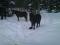 une jument poney et sa pouliche