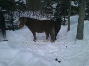 une jument poney et sa pouliche