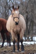 Offre d'une demi-pension - Laurentides -...