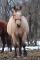 Offre d'une demi-pension - Laurentides -...