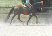 Recherche cheval sur Québec...