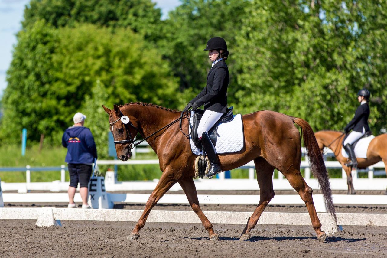 Demi-pension sur poney de compétition et quarter horse