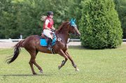 Demi-pension sur poney de compétition et quarter horse