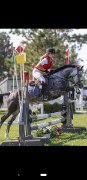 Demi-pension sur poney de compétition et quarter horse